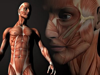 corpul-uman-capodopera-creatiei