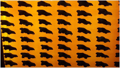 Un afiș de perete al unor cranii de lupi, iluminat din spate, la Muzeul Tarpits La Brea din Los Angeles, California. Privind cu atenție, puteți vedea că fiecare craniu este unic. Au fost multe variații ale formei acestor animale.