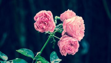 pink-roses-2533389_1280