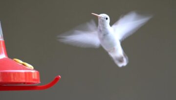 uimitoarea-pasare-colibri1