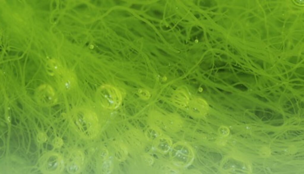 alge-petrol1