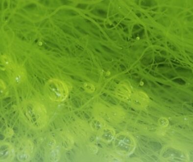 alge-petrol1