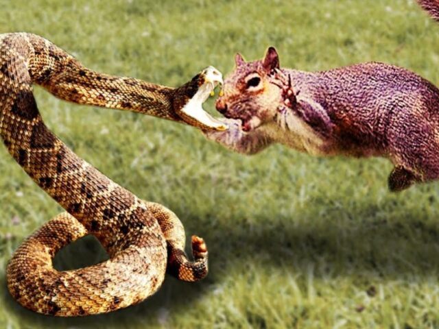Lupta veveriței cu șarpele