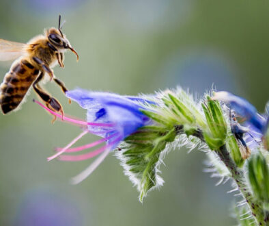 albine-supercalculatoare1