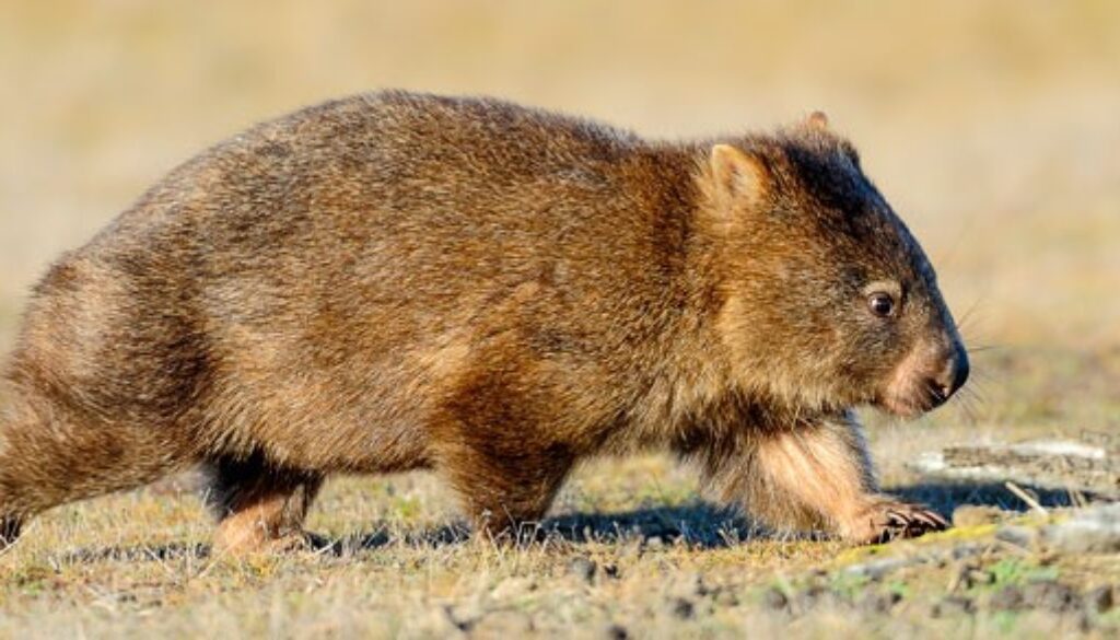 wombat1