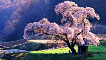 japanese cherry blossom wallpaper